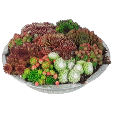 Sempervivum in zinken schaal